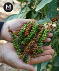 Fresh green peppercorns being hand-harvested on the vine