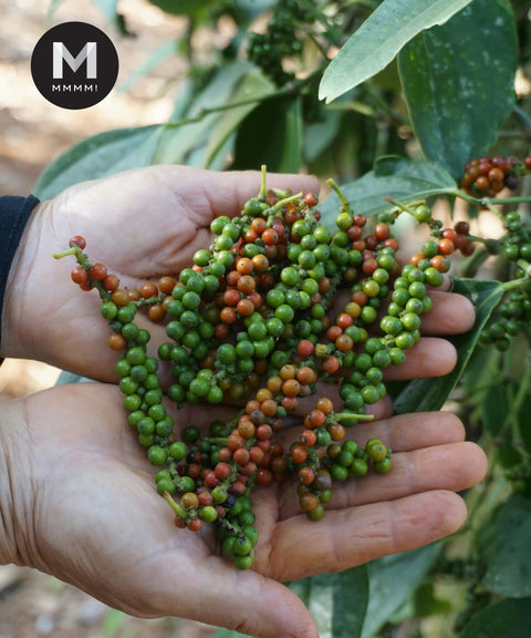 Fresh green peppercorns being hand-harvested on the vine