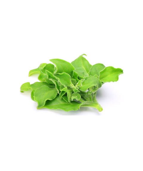 Ice Plant