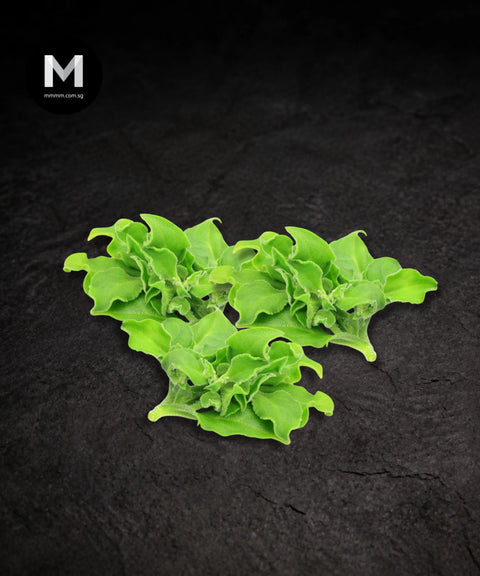 Ice Plant (50g per pack)