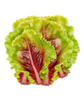 Lettuce Red Cos