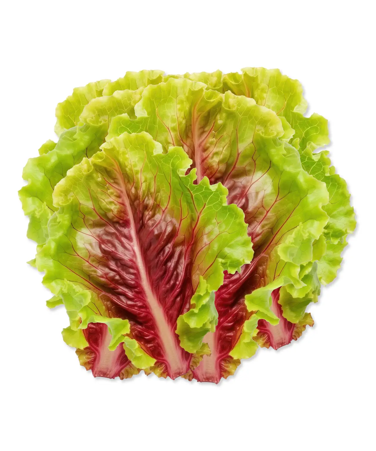 Lettuce Red Cos Salad | Mmmm! Singapore