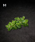 Fresh marjoram sprigs on a black background