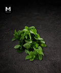 Fresh mint leaves piled on a black background