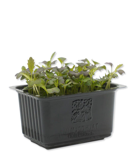 Mizuna Cress Microgreens