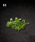 Fresh oregano sprigs on a black background