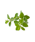 Oregano | Herb