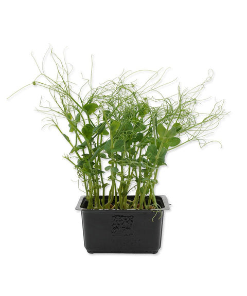 Pea Tendril Cress Microgreens