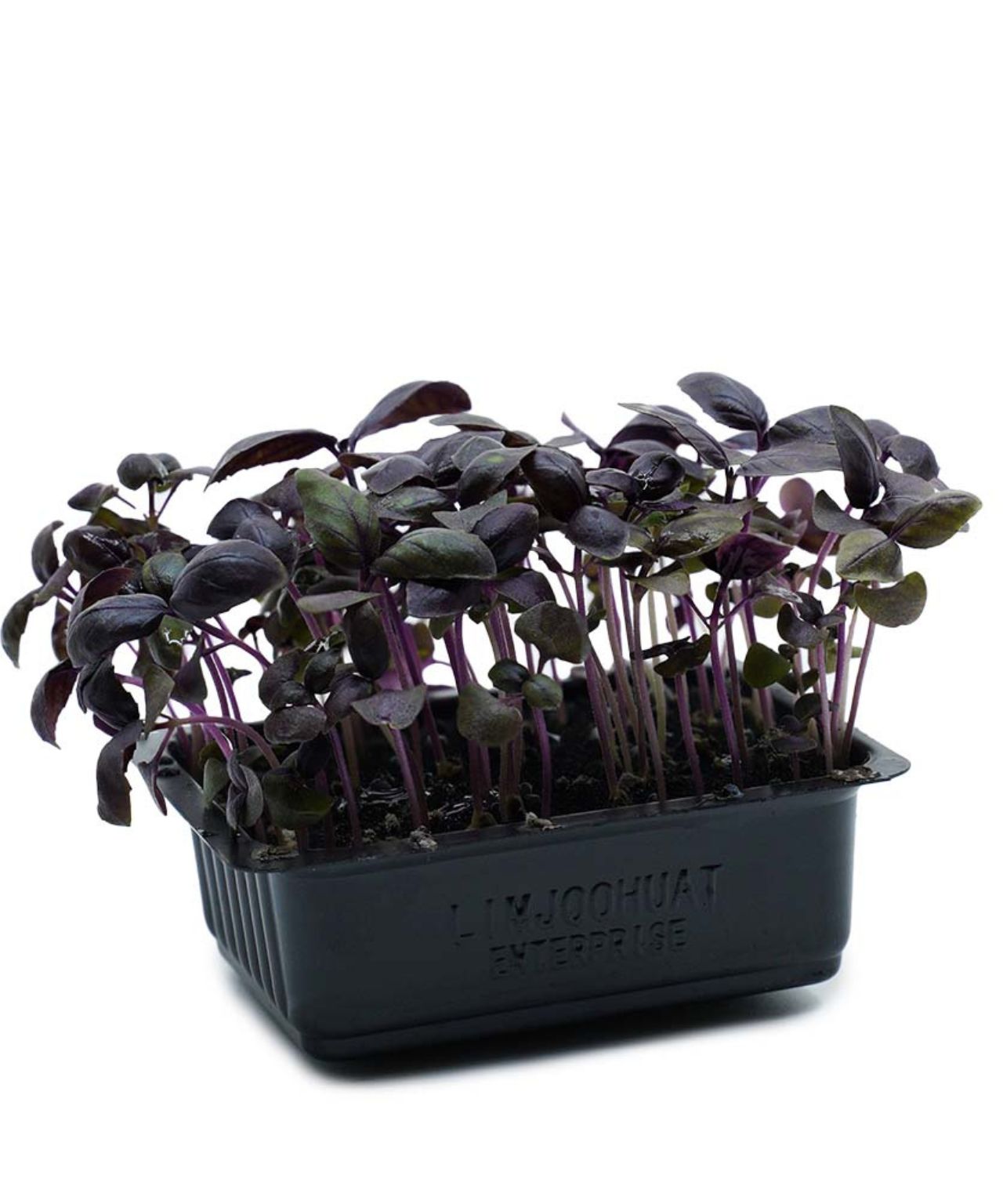 Purple Basil Cress Microgreens | Fresh Superfood Sprouts | Mmmm! SG ...