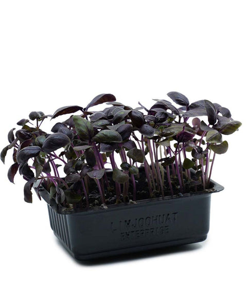 Purple Basil Cress Microgreens