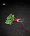 Fresh breakfast radishes with leaves and roots on a black background