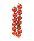 Red Cherry Vine Tomato