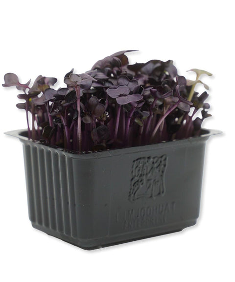 Red Daikon Cress Microgreens