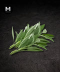 Fresh sage leaves on a black background