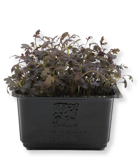 Scarlet Mustard Cress Microgreens
