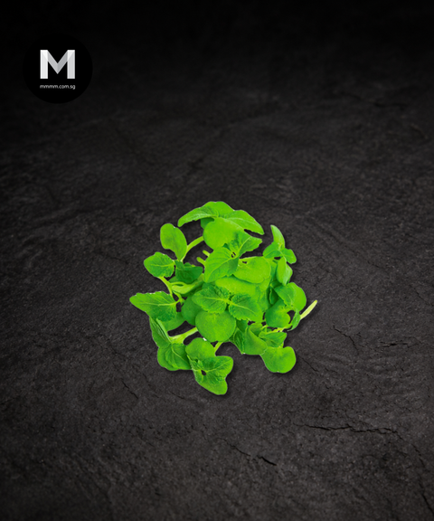 Shiso Green Cress Microgreens