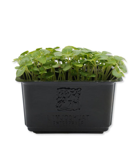 Shiso Green Cress Microgreens