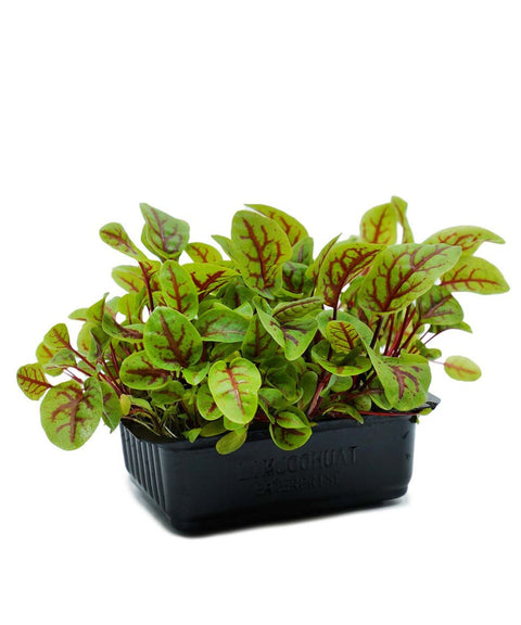 Red Vein Sorrel Cress Microgreens