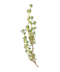 Thyme